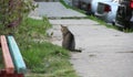 Homeless gray cat on the street, concept for stray animals. Royalty Free Stock Photo