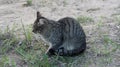 Homeless gray cat on the street, concept for stray animals. Royalty Free Stock Photo