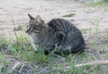 Homeless gray cat on the street, concept for stray animals.