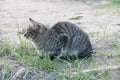 Homeless gray cat on the street, concept for stray animals. Royalty Free Stock Photo