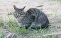 Homeless gray cat on the street, concept for stray animals. Royalty Free Stock Photo