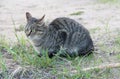 Homeless gray cat on the street, concept for stray animals. Royalty Free Stock Photo