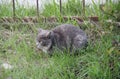 Homeless gray cat on the street, concept for stray animals. Royalty Free Stock Photo