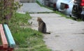 Homeless gray cat on the street, concept for stray animals. Royalty Free Stock Photo