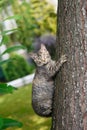 Homeless kitten climbs a tree