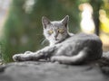 Homeless gray kitten resting on a stone fence in summer Royalty Free Stock Photo