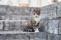 Homeless gray one-eyed cat sits on stone steps in Herceg Novi Royalty Free Stock Photo