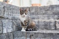 Homeless gray one-eyed cat sits on stone steps in Herceg Novi Royalty Free Stock Photo