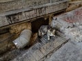 Homeless gray tabby kitten with green eyes looks up  incredulously - top down view. Cute little scared cat sitting near dirty wall Royalty Free Stock Photo