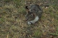homeless grey brown haired cat lying on dry grass Royalty Free Stock Photo