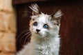 Homeless grimy little white kitten. A beautiful cat with blue eyes Royalty Free Stock Photo