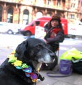 Homeless and her dog