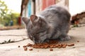 Homeless hungry cat eats food. Caring for animals