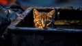 Homeless hungry cat looking for food in a trash container outdoors Royalty Free Stock Photo