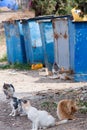 Homeless Hungry Cats Near The Trash Bins