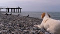 Homeless hungry dog preys on pigeons and lies on a stone shore of the sea. wild, unhappy stray dog.