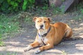 Homeless, hungry dog on the street Royalty Free Stock Photo