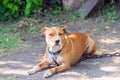 Homeless, hungry dog on the street Royalty Free Stock Photo