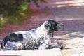 Homeless, hungry dog on the street Royalty Free Stock Photo