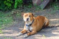 Homeless, hungry dog on the street Royalty Free Stock Photo