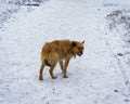 Homeless hungry dog Royalty Free Stock Photo