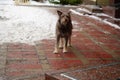 A homeless hungry dog in the winter in the city is looking for food. Unlucky dirty and cold dog in the street Royalty Free Stock Photo