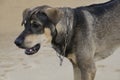 Homeless Hunt dog on the beach Royalty Free Stock Photo