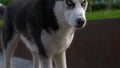 Homeless Husky breed dog walking in the park and coming close to the camera.