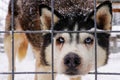 A homeless husky dog behind bars looks with huge sad eyes with the hope of finding a home and an owner Royalty Free Stock Photo