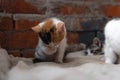 Homeless Kitten, alone, cat, cats. street. need friends Royalty Free Stock Photo