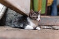 Homeless Kitten, alone, cat, cats. street. need friends Royalty Free Stock Photo