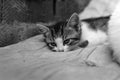 Homeless Kitten, alone, cat, cats. street. need friends black and white Royalty Free Stock Photo