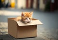 Homeless kitten animal adoption cat cardboard box