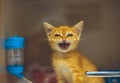 A homeless kitten meows through the glass of a cage in a veterinary hospital. A cute cat meows loudly and asks to be Royalty Free Stock Photo