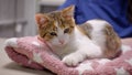 A homeless kitten nestled comfortably on a soft blanket in a veterinary clinic. little cute kitten is looking for a Royalty Free Stock Photo