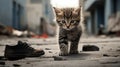 Homeless kitten on the street. Small kitten on a dirty street, close-up