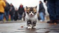 Homeless kitten on the street. Small kitten on a dirty street, close-up