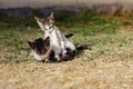 Homeless kittens play