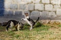 Homeless kittens play