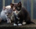 Homeless kittens with sore eyes are sitting on a bench. Royalty Free Stock Photo