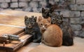 Homeless kittens Royalty Free Stock Photo