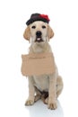 Homeless labrador retriever puppy wearing hat sticking out its tongue Royalty Free Stock Photo