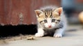 Homeless little kitten. Lonely, thin, hungry cat walks in a landfill. Cute little kitten playing outside, selective focus