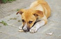 Homeless little puppy gnawing a bone Royalty Free Stock Photo