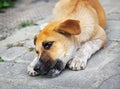 Homeless little puppy gnawing a bone Royalty Free Stock Photo