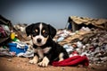 A homeless little puppy in a landfill. Generative AI. Royalty Free Stock Photo