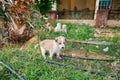 Homeless little puppy playing on green grass Royalty Free Stock Photo