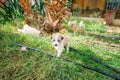 Homeless little puppy playing on green grass Royalty Free Stock Photo