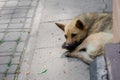 Homeless lonely dog in the city Royalty Free Stock Photo