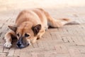 Homeless Lonely Street Dog waiting for someone on the footpath Royalty Free Stock Photo